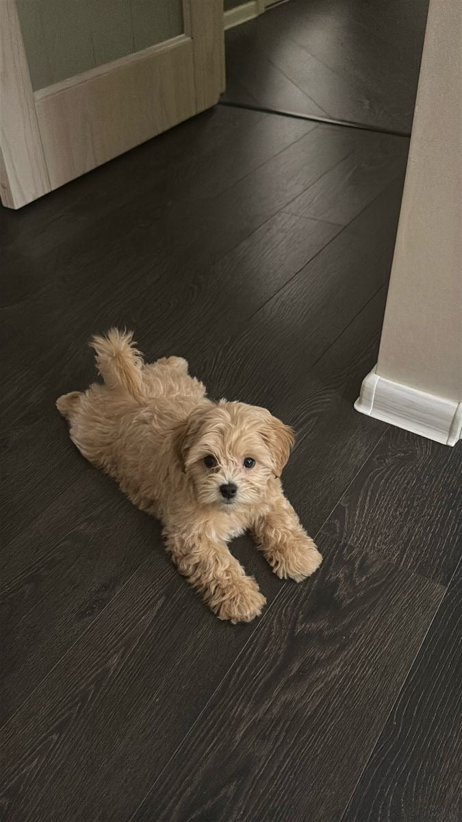 Pet